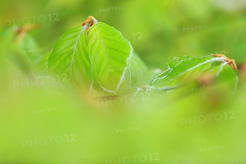 New leaves on a beech
