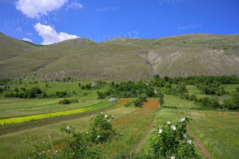 Poppy fields