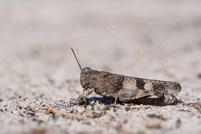 Blue-winged grasshopper