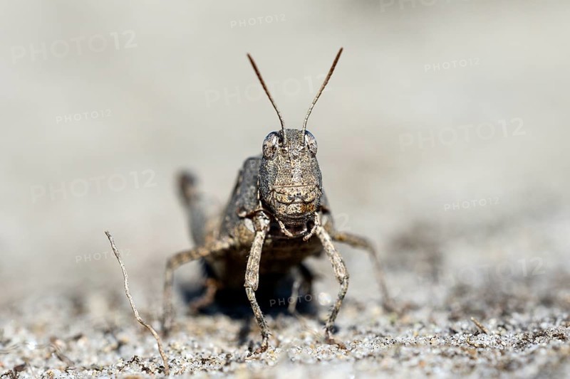Blue-winged grasshopper