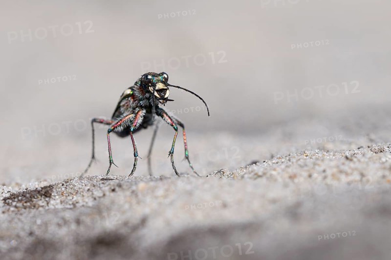 Dune Sand Beetle