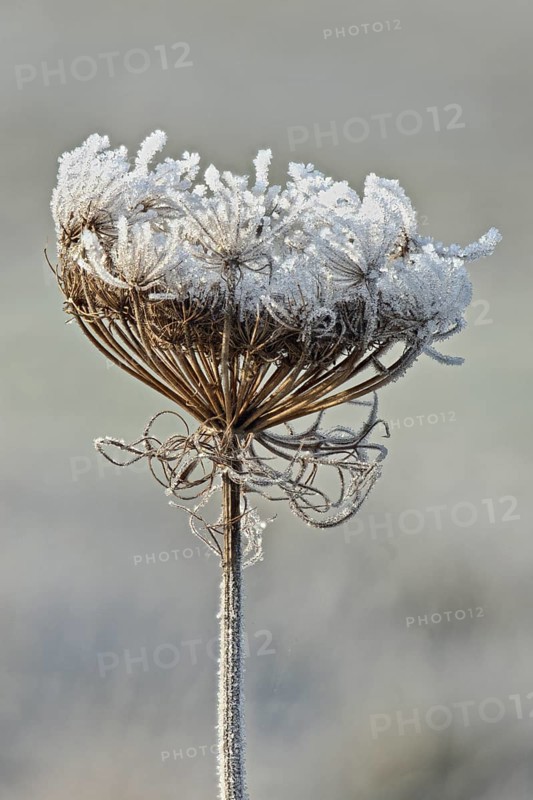 Wild carrot
