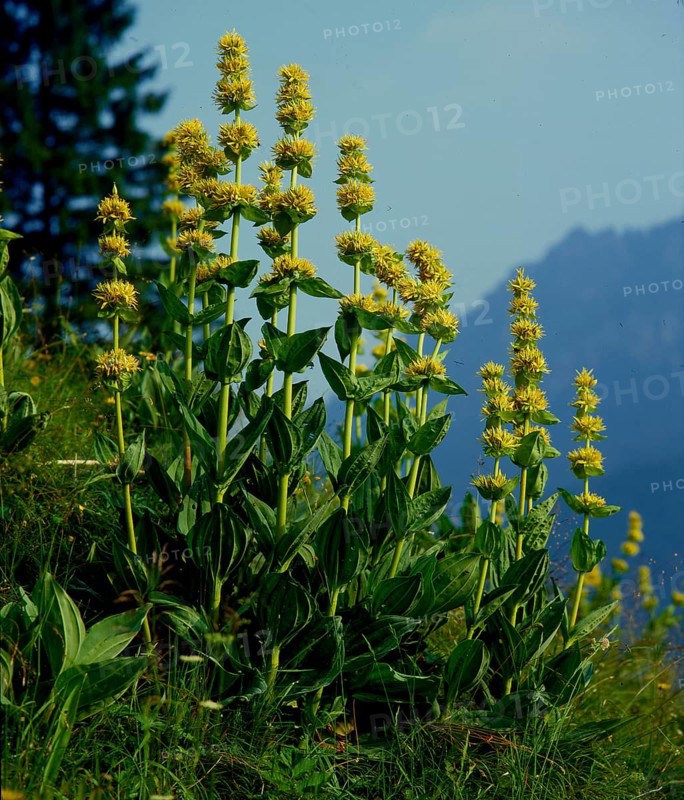 Yellow gentian