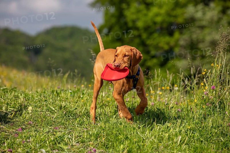 Vizsla puppy