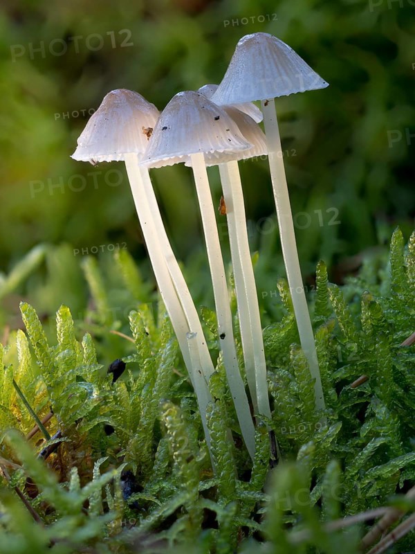 White milky milking bonnet