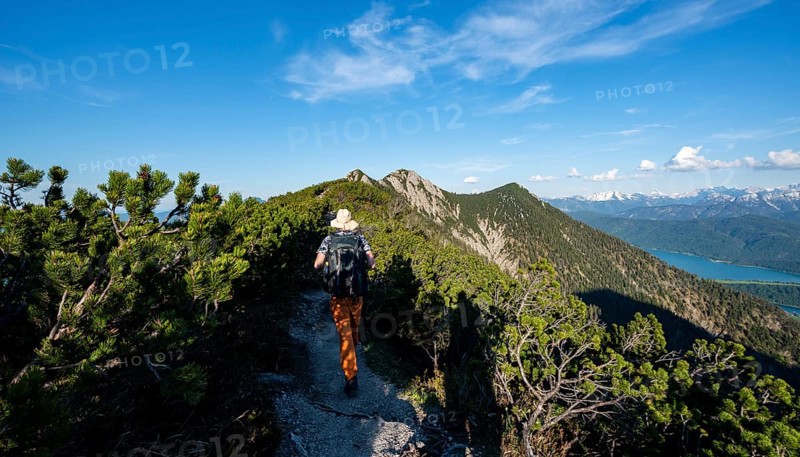 Hiker on a hiking trail between mountain pines