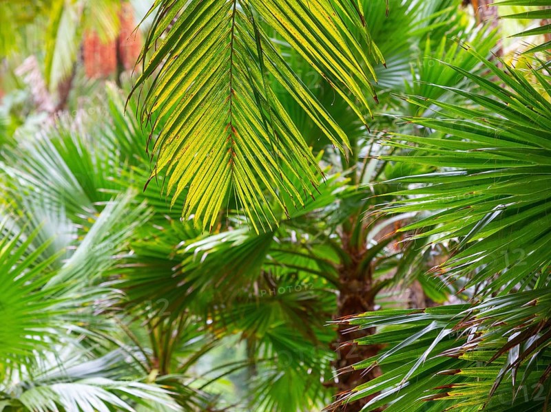 Tree ferns