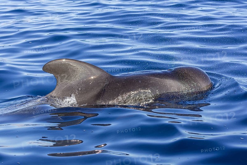 Long-finned pilot whale