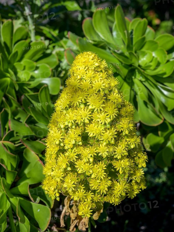 Flowering tree aeonium