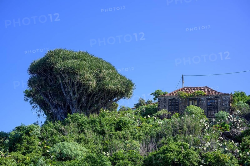 Canary canary islands dragon tree