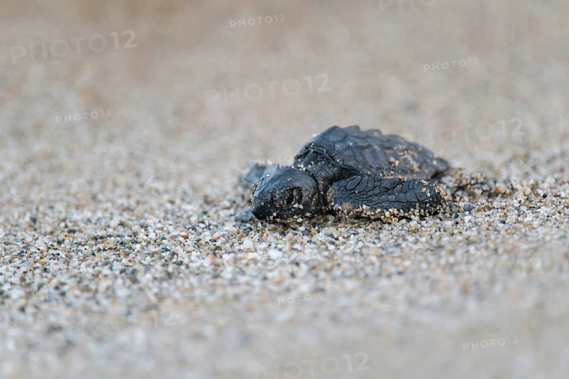Loggerhead sea turtle