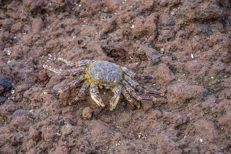 Dead crab