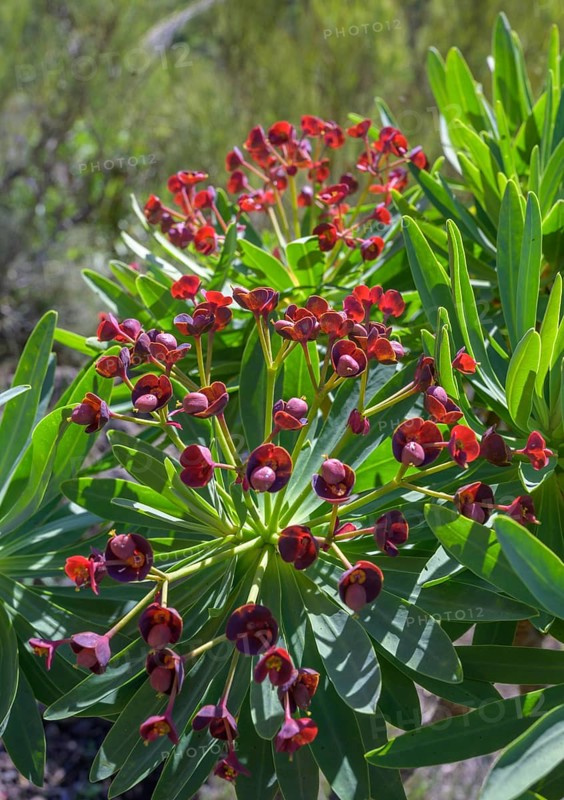 Endemic tabaiba roja