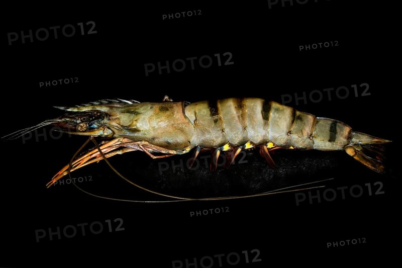 A giant tiger prawn