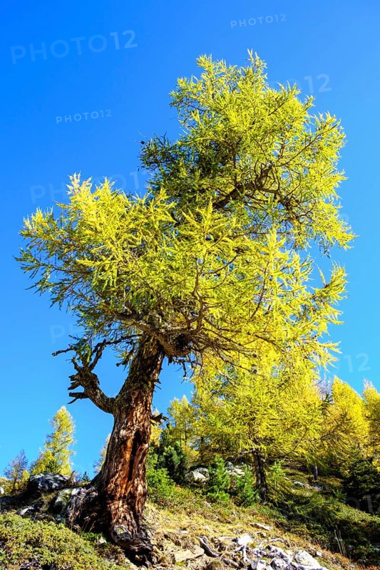 Old larches
