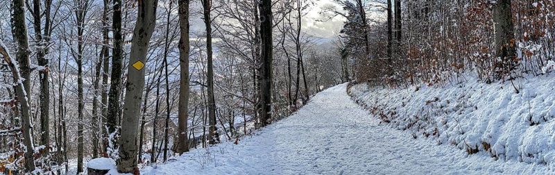 Hiking trail Panorama in the snowy forest