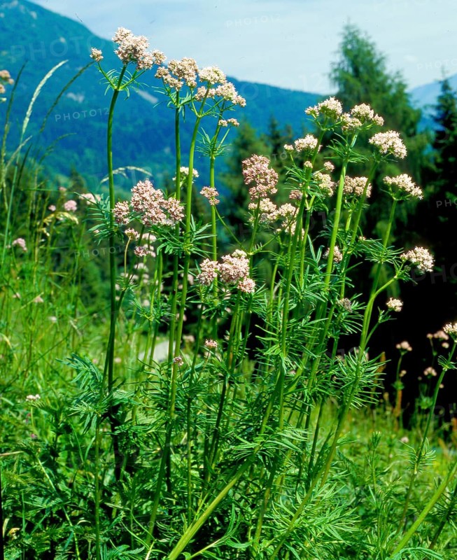 Mountain arnica