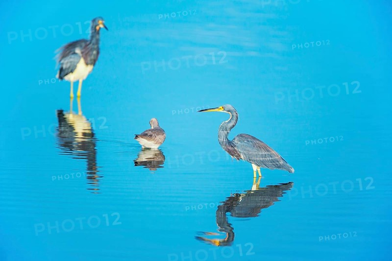 Tricolored herons
