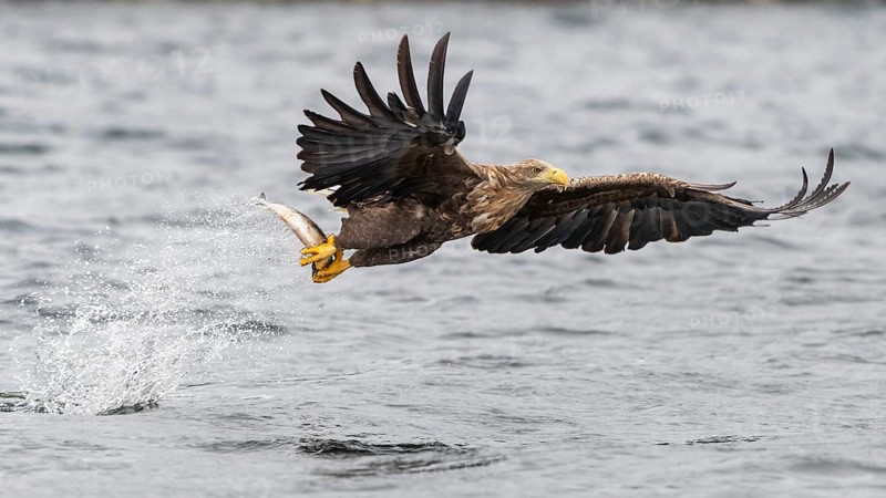 White-tailed eagle