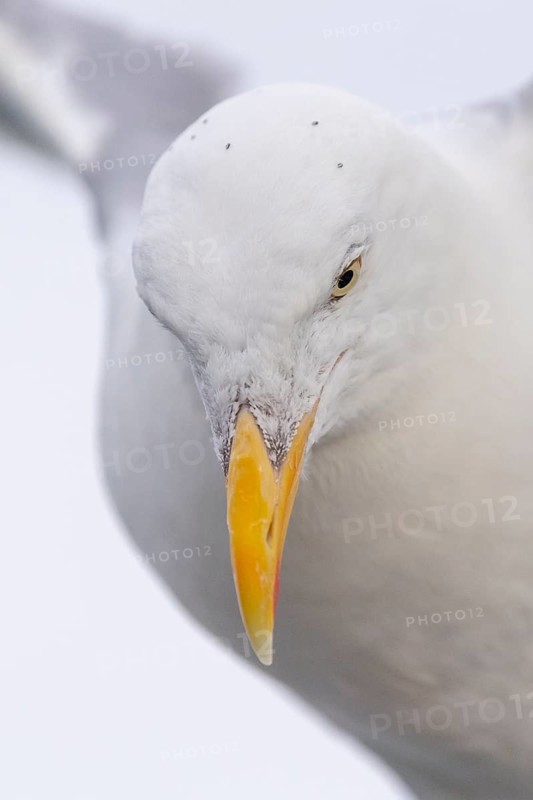 European herring gull