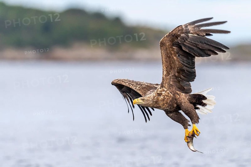 White-tailed eagle