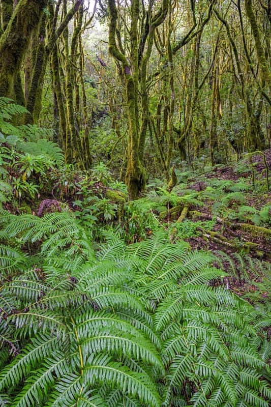 Fern and laurel forest at El Cedro