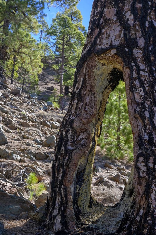 Large cavity in a Canary Island canary island pine