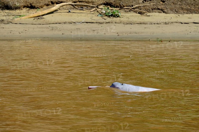 Bolivian river dolphin