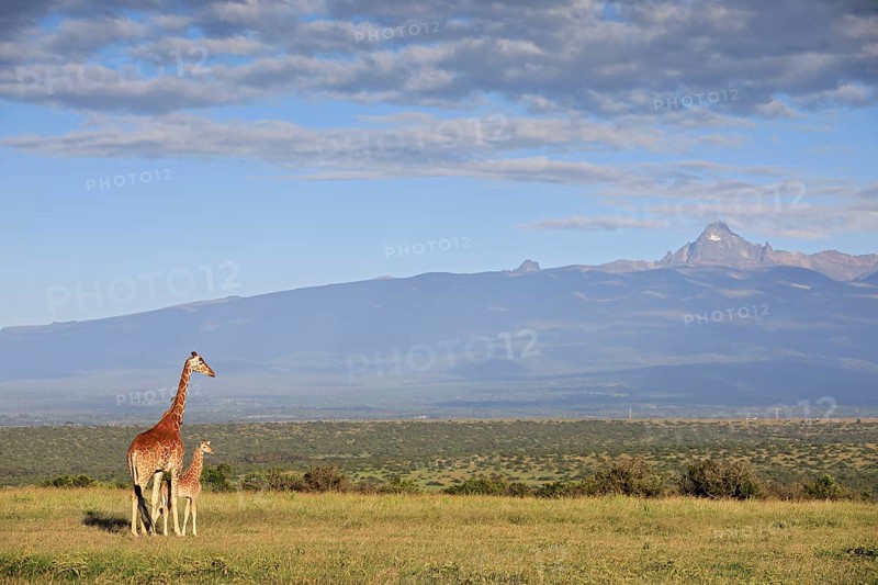 Reticulated giraffe