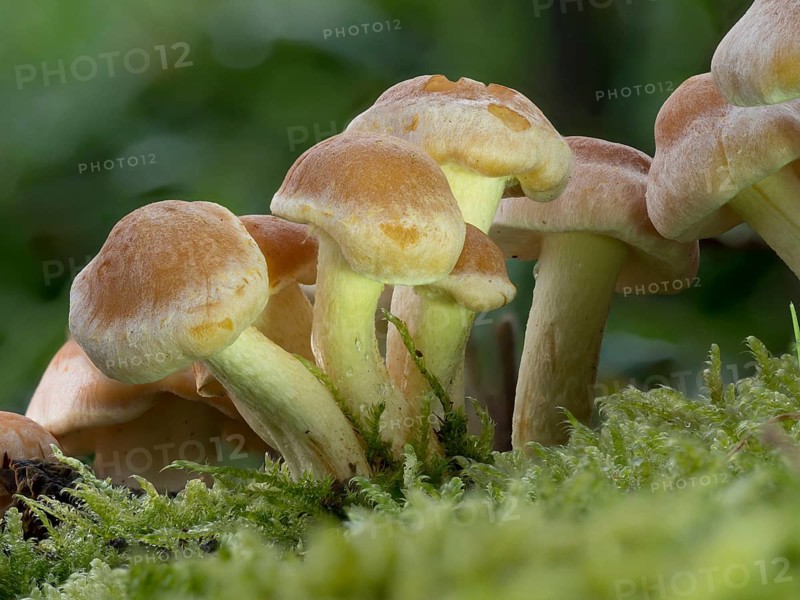 Sheathed woodtuft