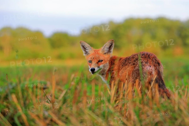 Red fox