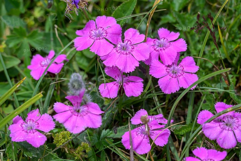 Wood pink