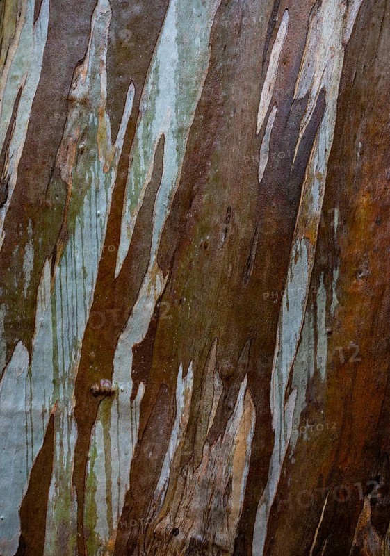 Blue Eucalyptus