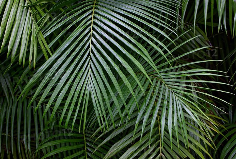 Tree ferns