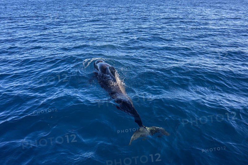 Long-finned pilot whale