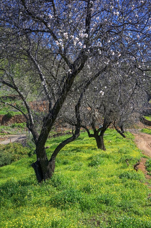 Flowering almond tree