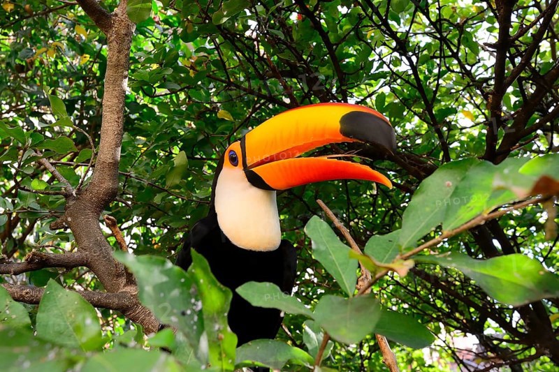 Toco toucan