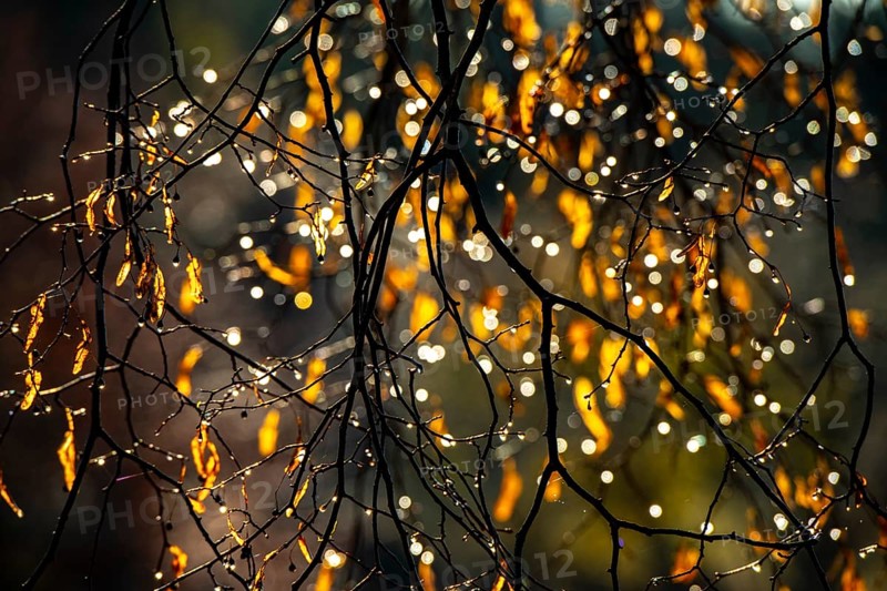 Colourful autumn leaves against the light