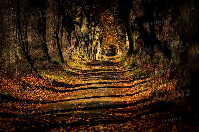Linden trees