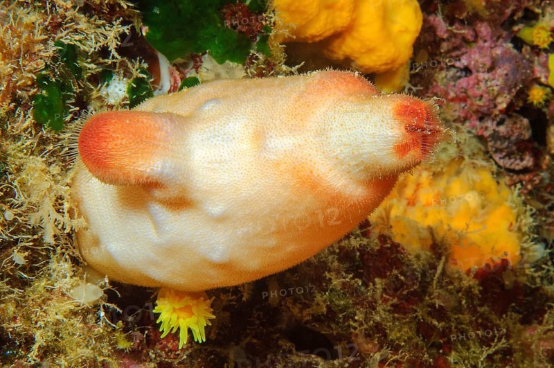 Red sea squirt