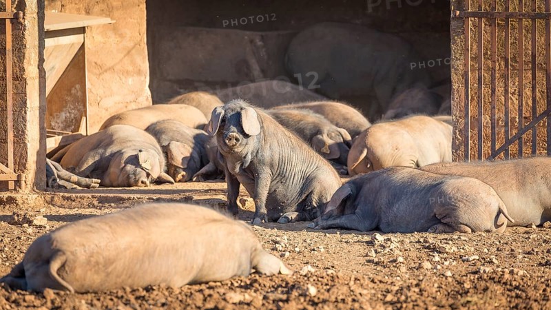 Iberian pigs lying in front of barn