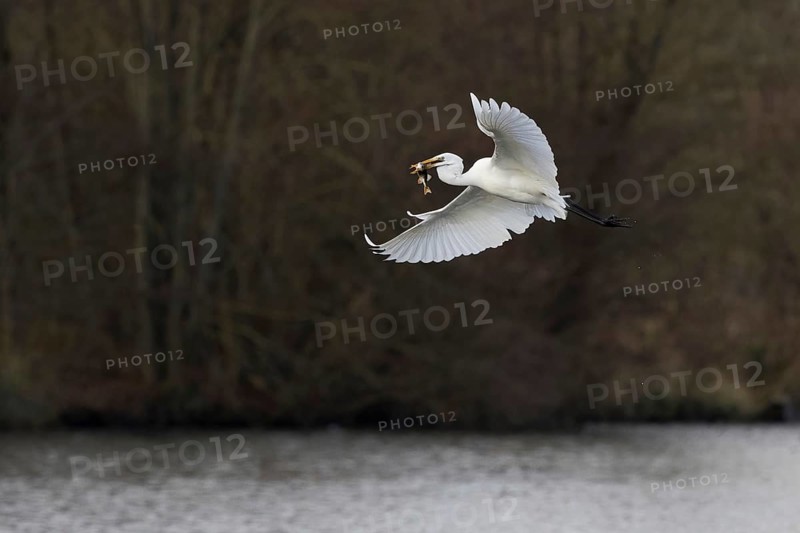Flying egret