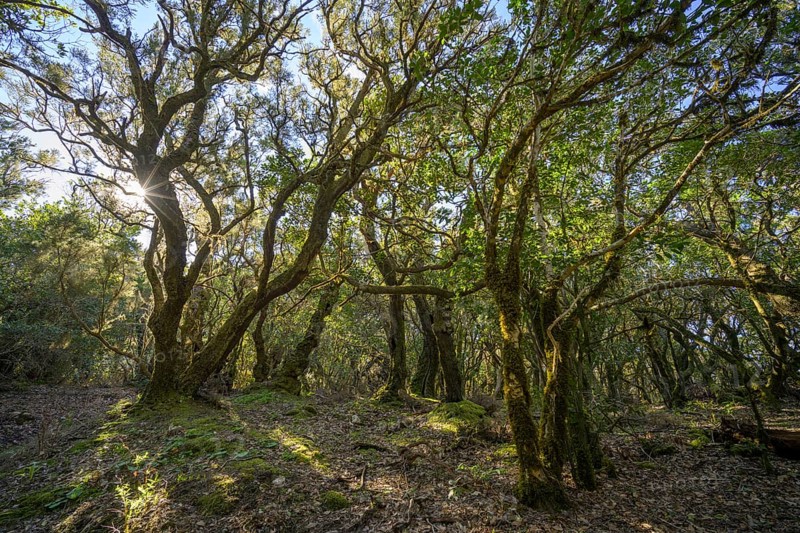 Mossy forest in the sunlight