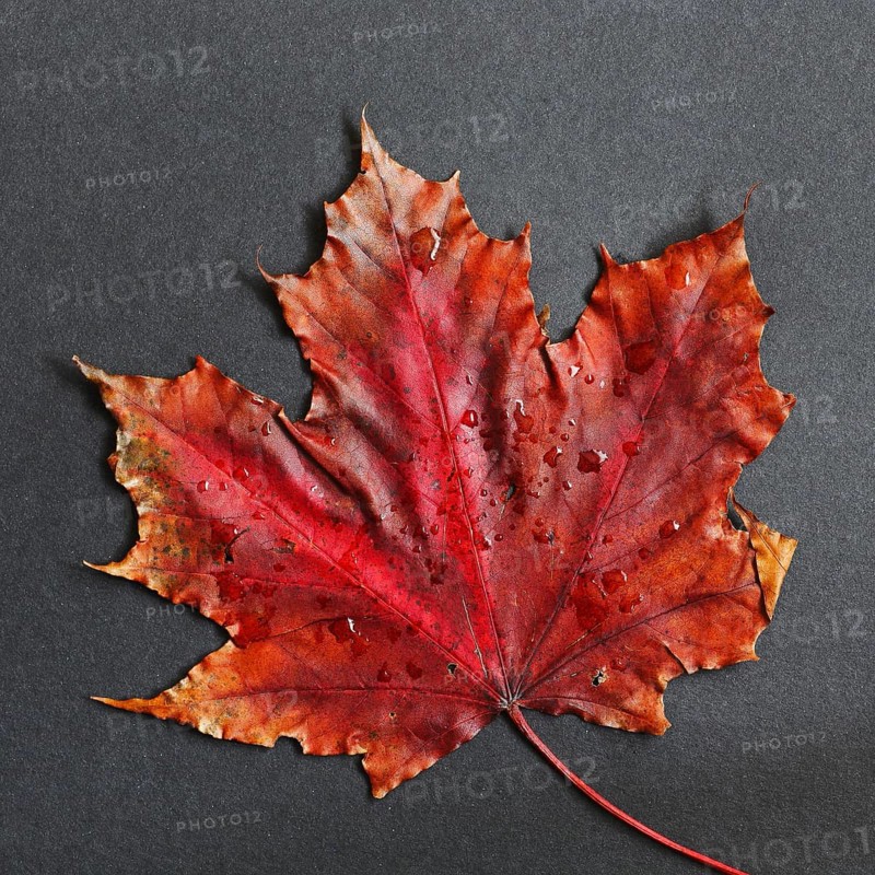 Colourful Mable Leaf