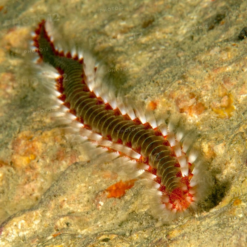Close-up of heavily nettled bearded fireworm