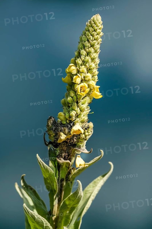 Great mullein