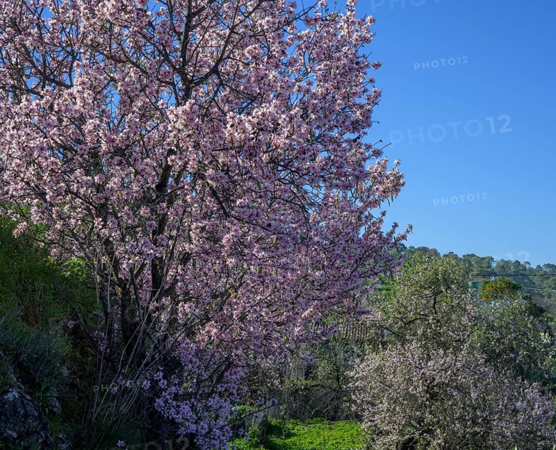 Flowering almond tree