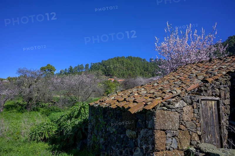 Flowering almond tree