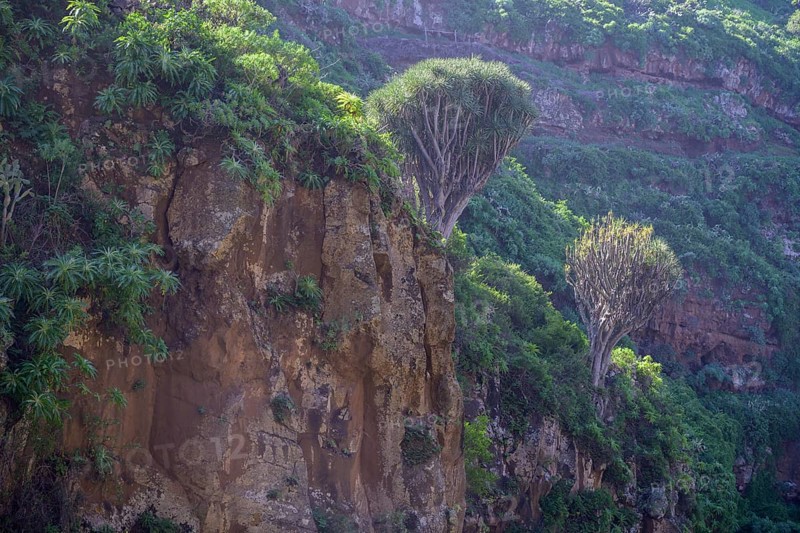 Canary canary islands dragon tree