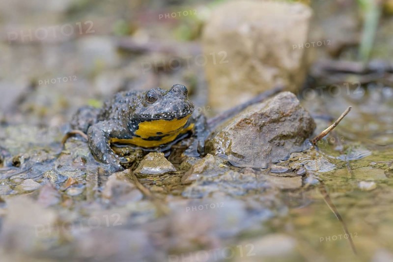 Yellow-bellied toad